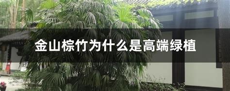 金山棕竹|金山棕竹为什么是高端绿植